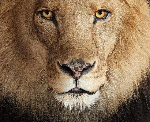 lion